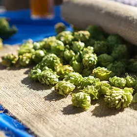 Hops give a lot of flavor to beer