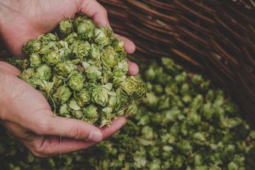 How to dry hop beer